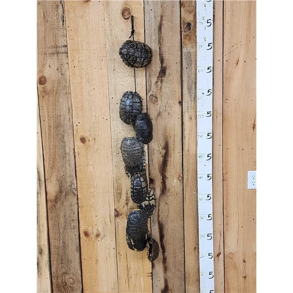 Group Of 10 Red Eared Slider Turtle Shells