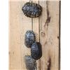 Image 2 : Group Of 10 Red Eared Slider Turtle Shells