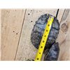 Image 5 : Group Of 10 Red Eared Slider Turtle Shells