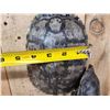 Image 6 : Group Of 10 Red Eared Slider Turtle Shells