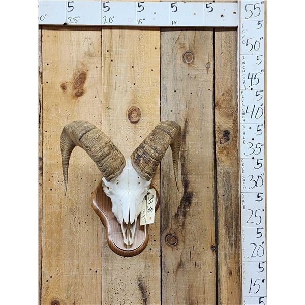 Bighorn Sheep Skull On Display Stand Taxidermy