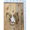 Image 1 : Bighorn Sheep Skull On Display Stand Taxidermy