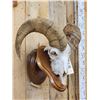 Image 2 : Bighorn Sheep Skull On Display Stand Taxidermy