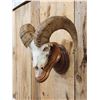Image 3 : Bighorn Sheep Skull On Display Stand Taxidermy