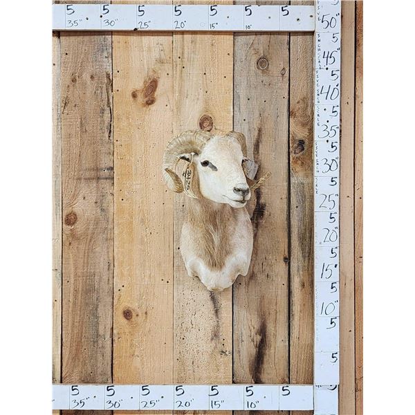 Ram Sheep Shoulder Mount Taxidermy