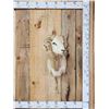 Image 1 : Ram Sheep Shoulder Mount Taxidermy