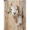 Image 2 : Ram Sheep Shoulder Mount Taxidermy