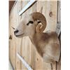 Image 3 : Ram Sheep Shoulder Mount Taxidermy