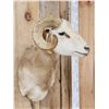 Image 4 : Ram Sheep Shoulder Mount Taxidermy