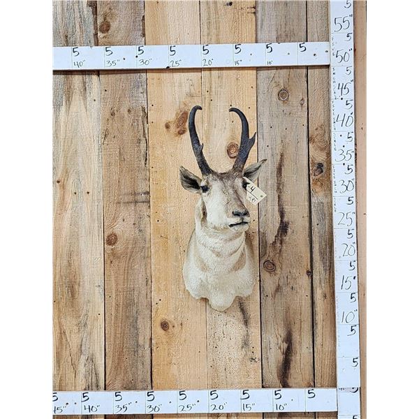 Pronghorn Antelope Shoulder Mount Taxidermy