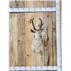 Image 1 : Pronghorn Antelope Shoulder Mount Taxidermy