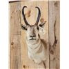 Image 2 : Pronghorn Antelope Shoulder Mount Taxidermy