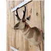 Image 3 : Pronghorn Antelope Shoulder Mount Taxidermy