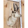 Image 4 : Pronghorn Antelope Shoulder Mount Taxidermy