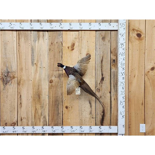 Ringneck Pheasant In Flight Bird Taxidermy