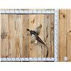 Image 1 : Ringneck Pheasant In Flight Bird Taxidermy