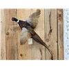 Image 2 : Ringneck Pheasant In Flight Bird Taxidermy