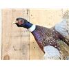 Image 3 : Ringneck Pheasant In Flight Bird Taxidermy