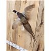 Image 4 : Ringneck Pheasant In Flight Bird Taxidermy