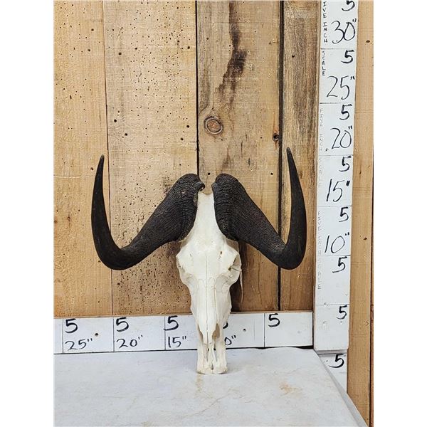 African Black Wildebeest Skull Taxidermy