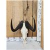 Image 1 : African Black Wildebeest Skull Taxidermy