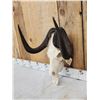 Image 2 : African Black Wildebeest Skull Taxidermy