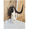 Image 3 : African Black Wildebeest Skull Taxidermy