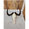 Image 4 : African Black Wildebeest Skull Taxidermy