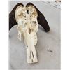 Image 5 : African Black Wildebeest Skull Taxidermy