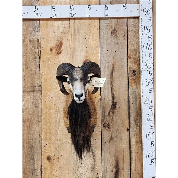 Mouflon Cross Ram Sheep Shoulder Mount Taxidermy