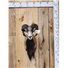 Image 1 : Mouflon Cross Ram Sheep Shoulder Mount Taxidermy