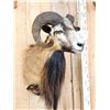 Image 2 : Mouflon Cross Ram Sheep Shoulder Mount Taxidermy