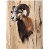 Image 3 : Mouflon Cross Ram Sheep Shoulder Mount Taxidermy