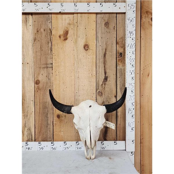Large American Bison Buffalo Skull Taxidermy