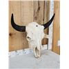 Image 2 : Large American Bison Buffalo Skull Taxidermy