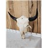 Image 3 : Large American Bison Buffalo Skull Taxidermy