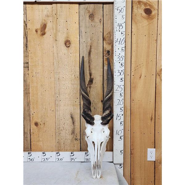 African Eland Skull Taxidermy