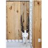 Image 1 : African Eland Skull Taxidermy
