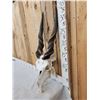 Image 2 : African Eland Skull Taxidermy