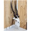 Image 3 : African Eland Skull Taxidermy