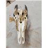 Image 4 : African Eland Skull Taxidermy
