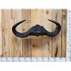 Image 1 : African Cape Buffalo Horns On Display Hanger Taxidermy