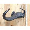 Image 2 : African Cape Buffalo Horns On Display Hanger Taxidermy