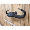 Image 3 : African Cape Buffalo Horns On Display Hanger Taxidermy