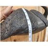 Image 4 : African Cape Buffalo Horns On Display Hanger Taxidermy