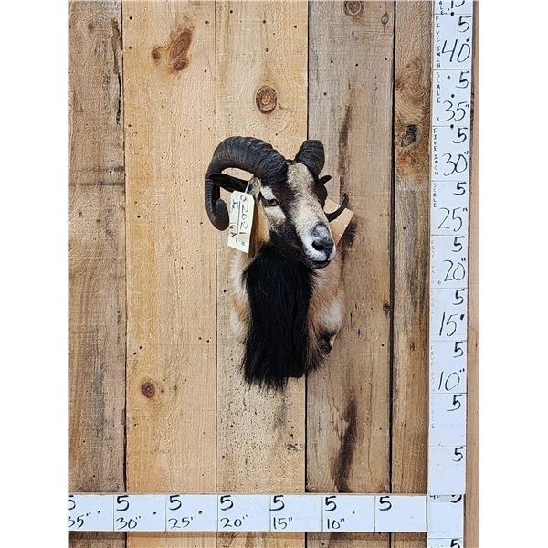 Mouflon Cross Ram Sheep Shoulder Mount Taxidermy