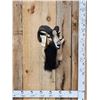 Image 1 : Mouflon Cross Ram Sheep Shoulder Mount Taxidermy