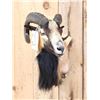 Image 2 : Mouflon Cross Ram Sheep Shoulder Mount Taxidermy