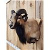 Image 3 : Mouflon Cross Ram Sheep Shoulder Mount Taxidermy