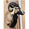 Image 4 : Mouflon Cross Ram Sheep Shoulder Mount Taxidermy